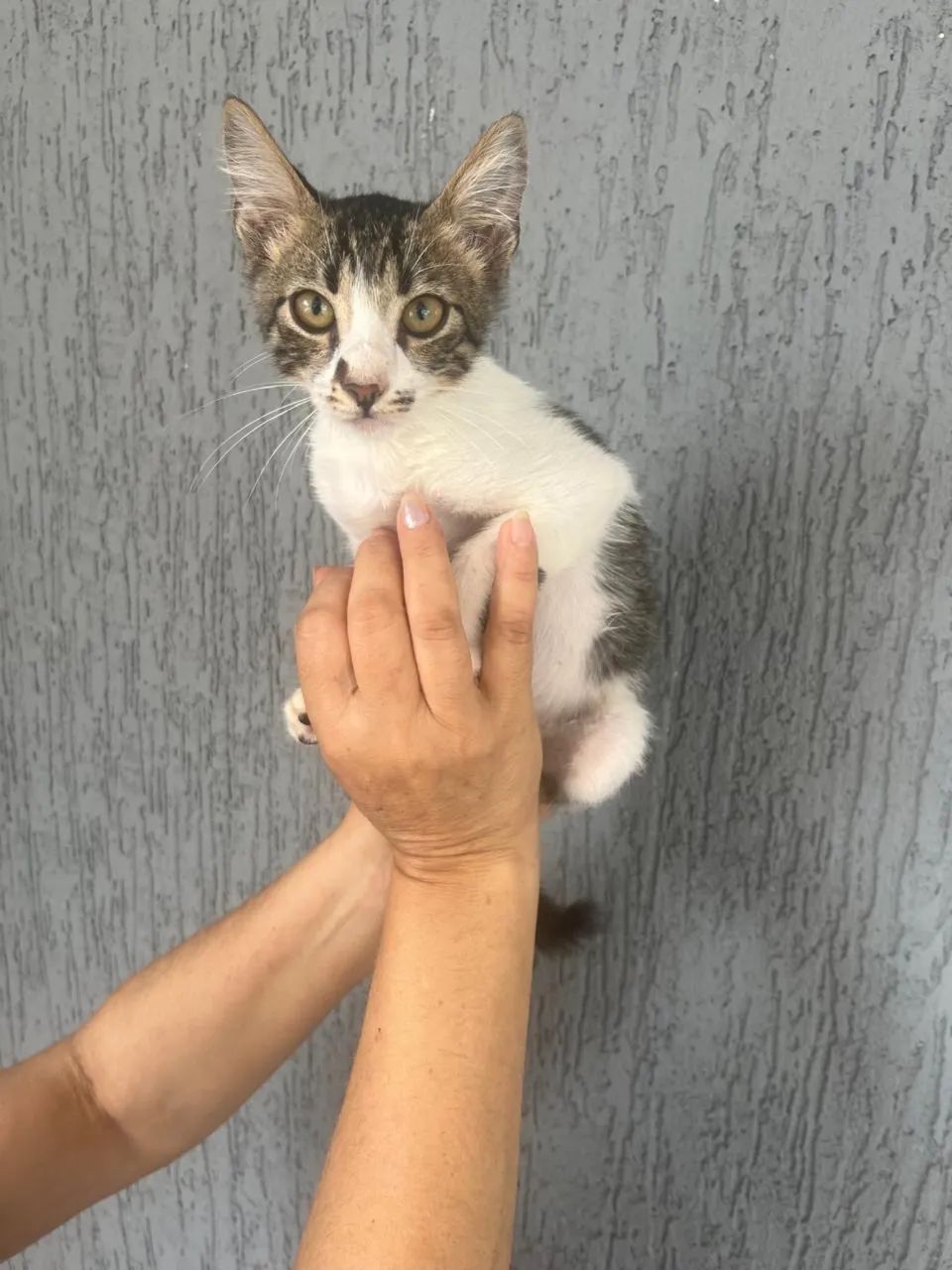 Doação de gatinhos  - Foto 2