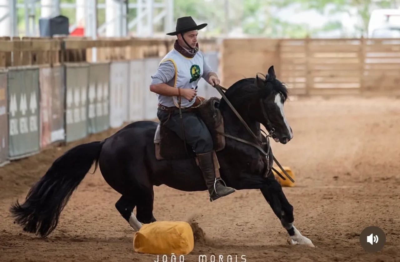 Cavalo Crioulo castrado confirmado 