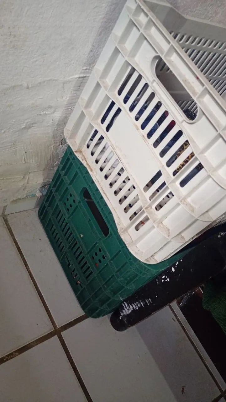 Cachote65104469922049120