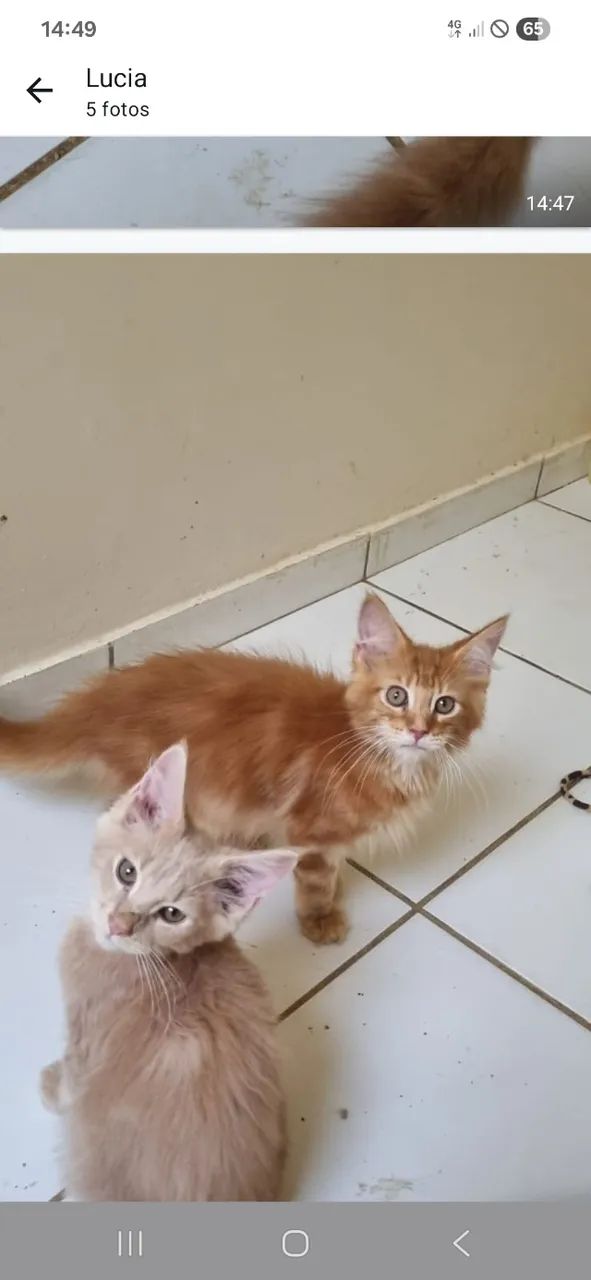 Gatil Menie Cats- Vendo Filhotes de Maine Coon - Foto 5