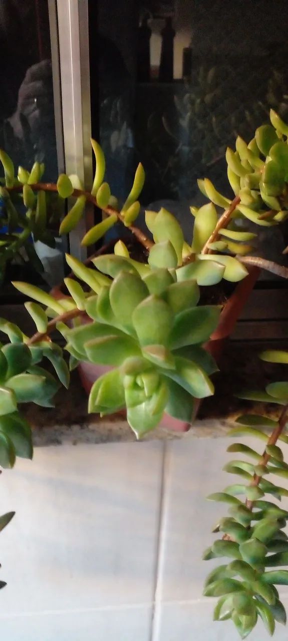 Suculentas bem formadas Ja com flores  - Foto 4
