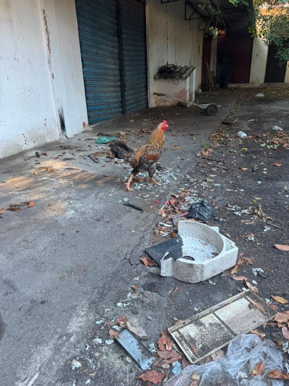 Galo caipira  - Foto 2