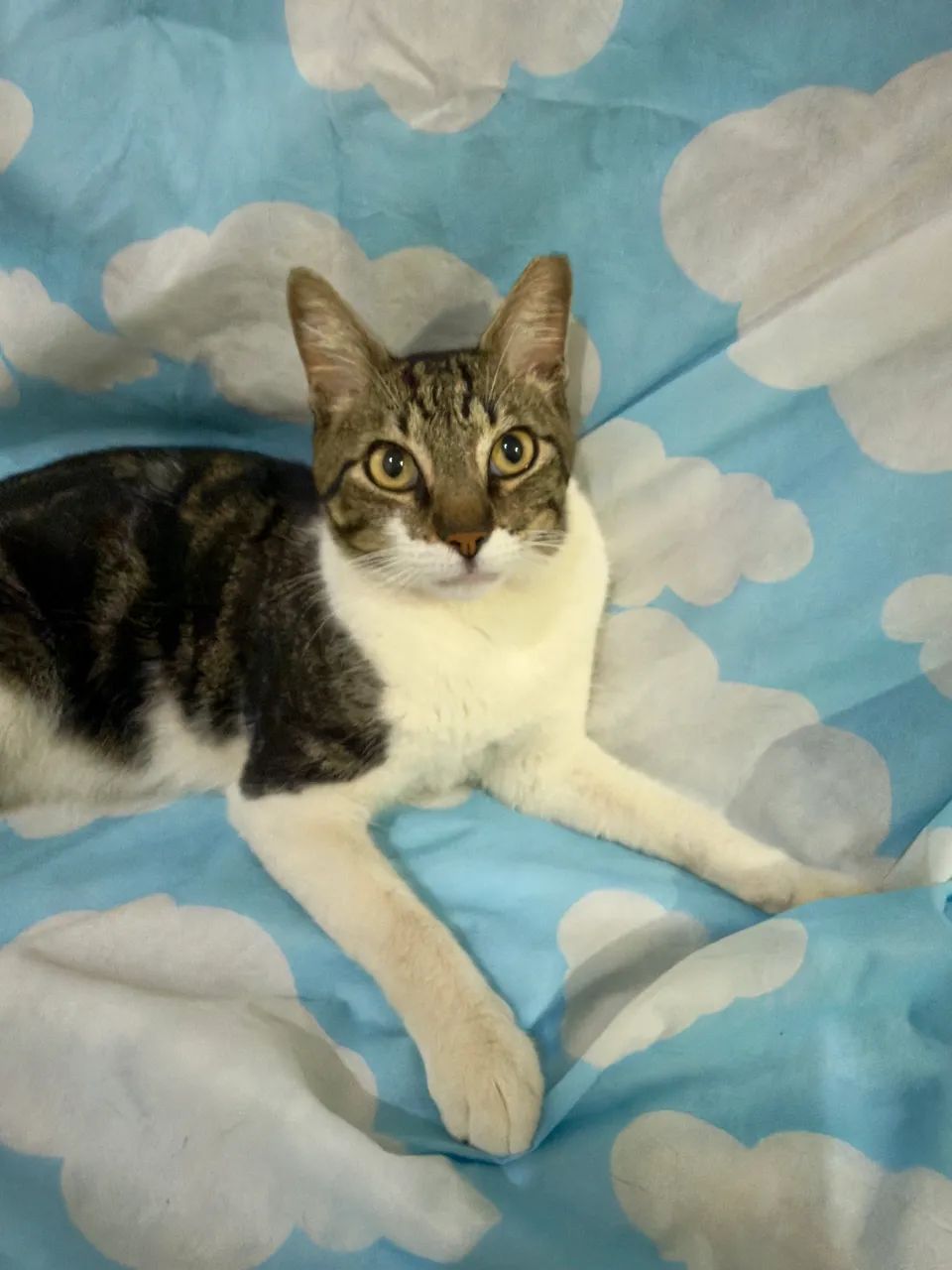 Gatinho castrado para doação  - Foto 2