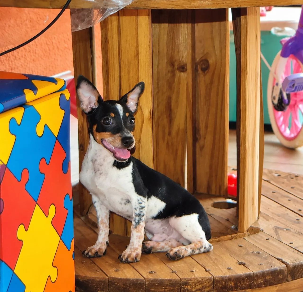 Pinscher (macho)