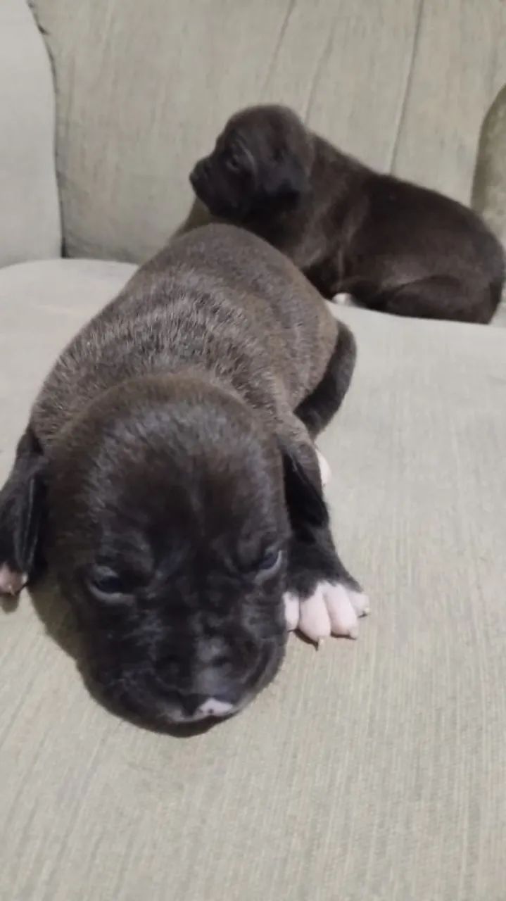 pit bull 
