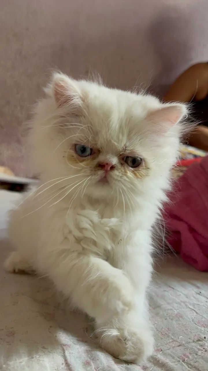 Gato Persa - Foto 4