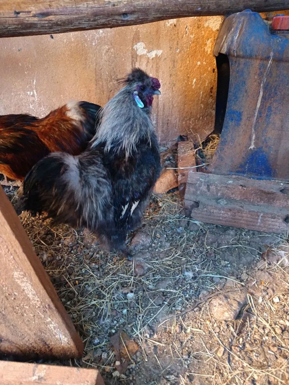 Vendo galos 