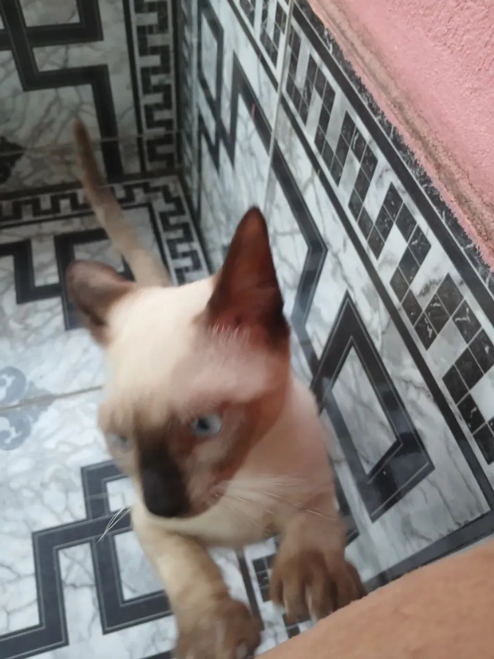 Macho bebê disponível para adoção  - Foto 3