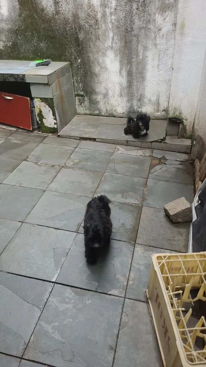 Filhotes shitzu  - Foto 2