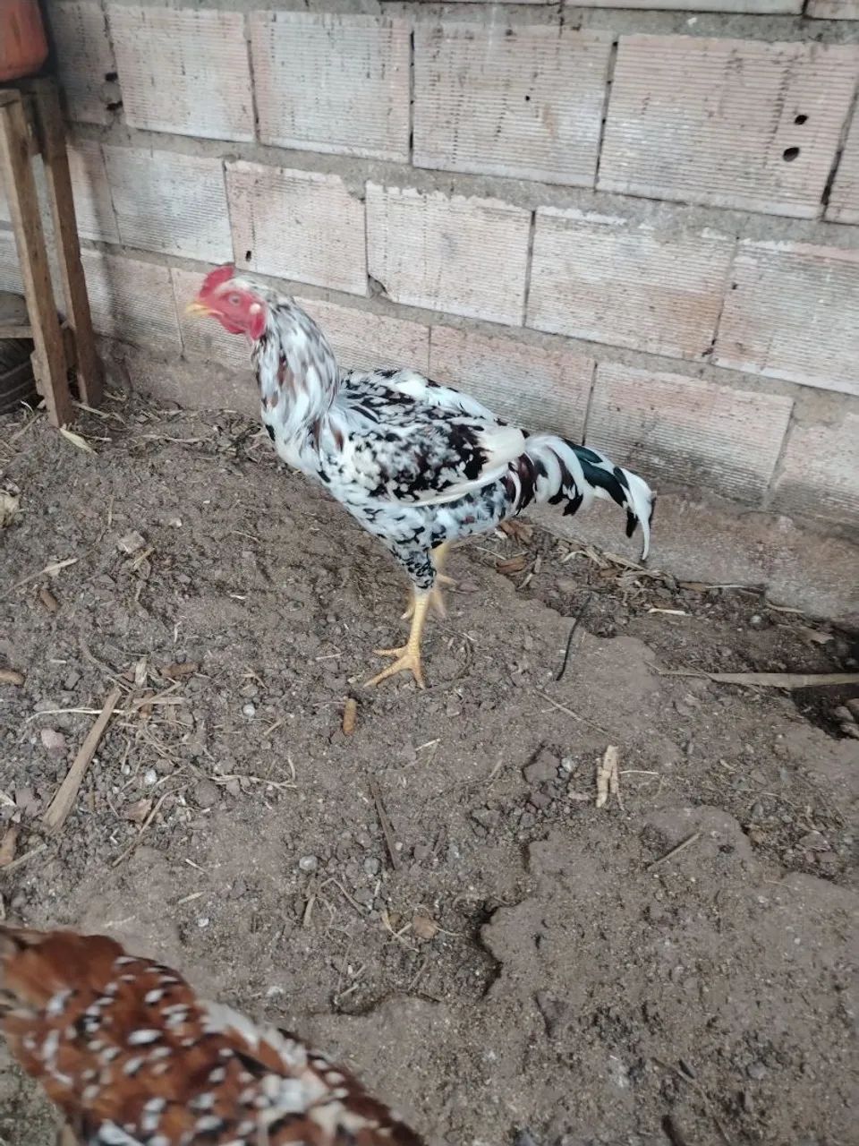 Criatório WS 