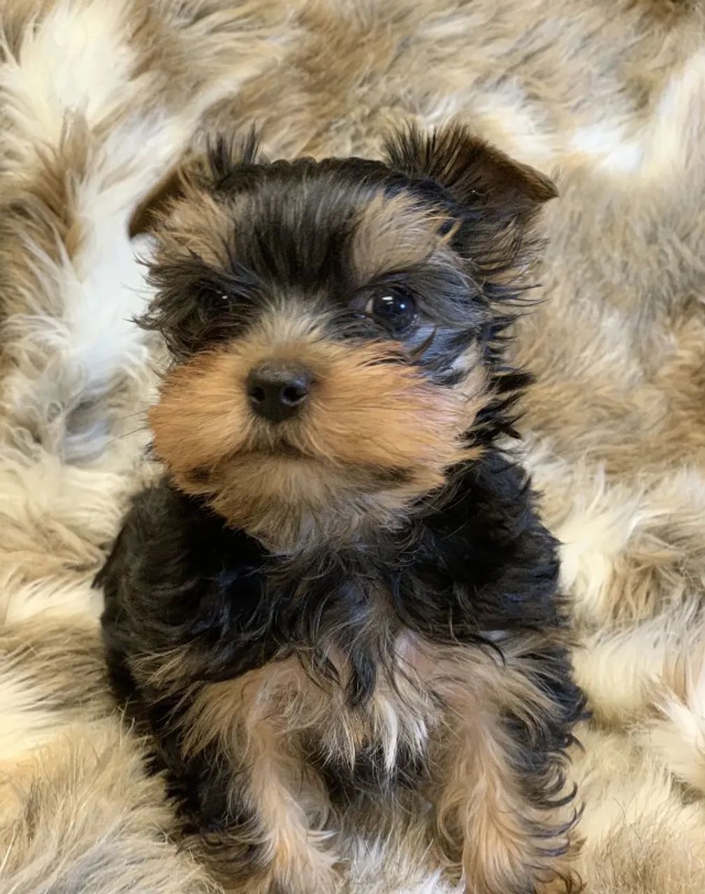 Yorkshire Terrier Vacinado e Vermifugado - Foto 2