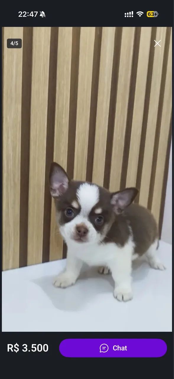 Doa-se cachorrinho 