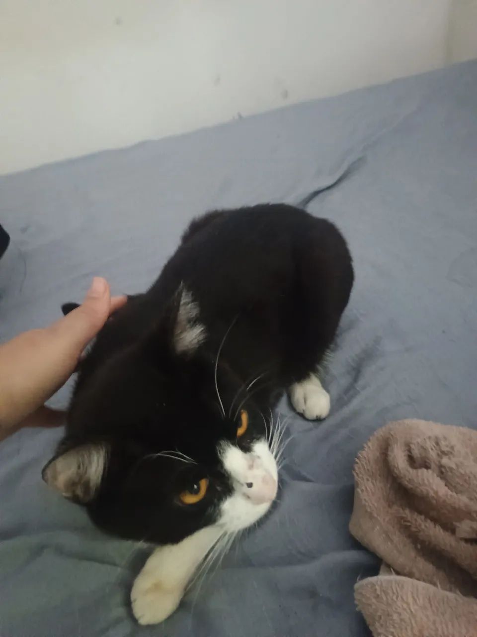 Doação de gatinhos  - Foto 2