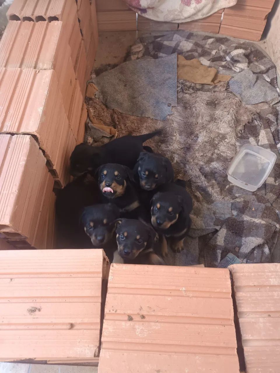 Rottweiler  - Foto 2