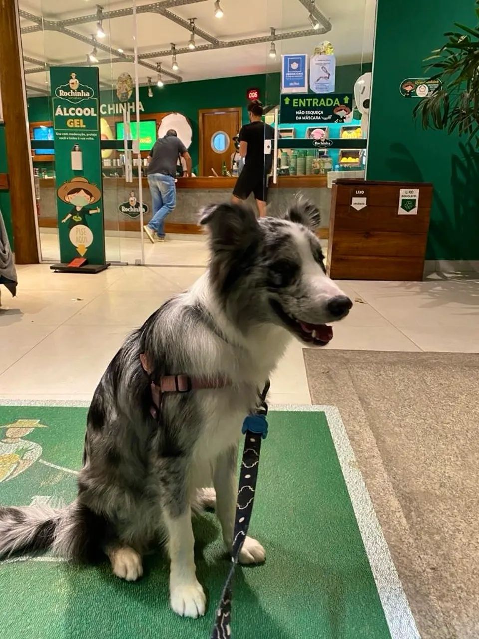 Doação Responsável - Border Collie - Foto 3