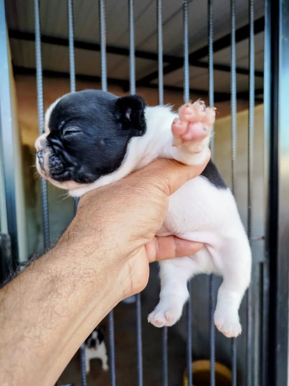Buldogue francês - Foto 4