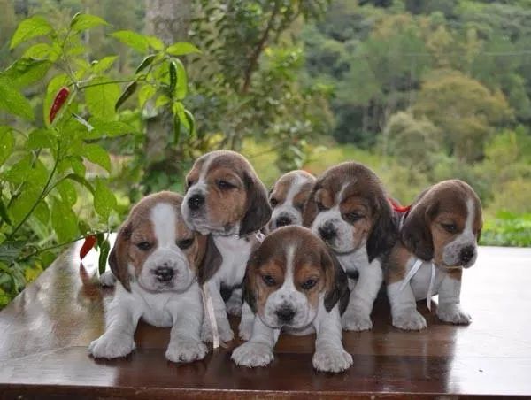 Beagle 