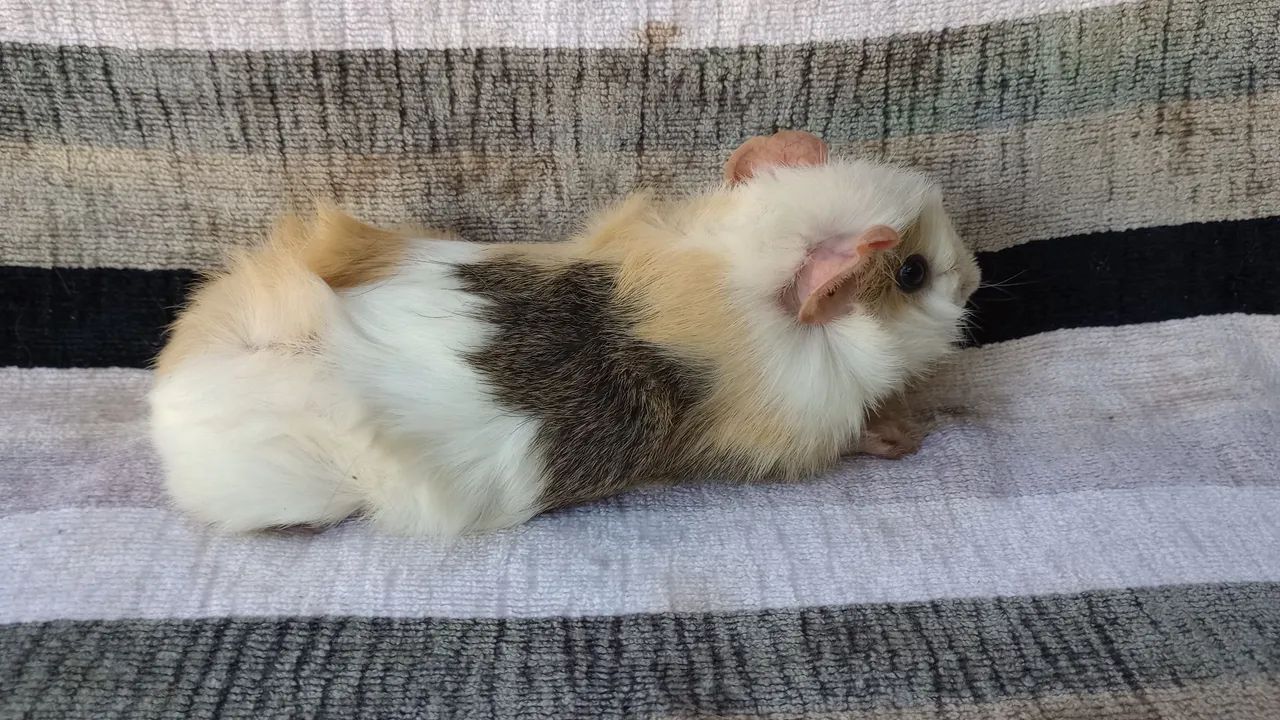 vendo porquinho da Índia 