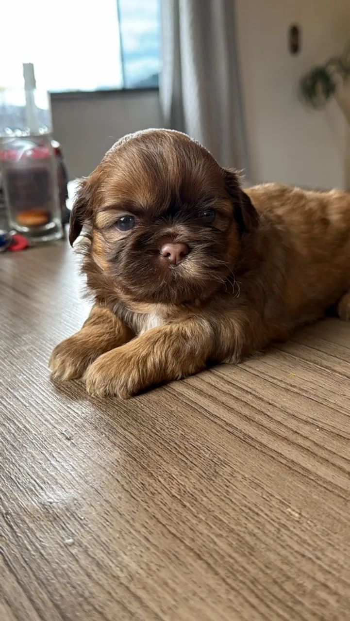 Shihtzu macho  - Foto 2