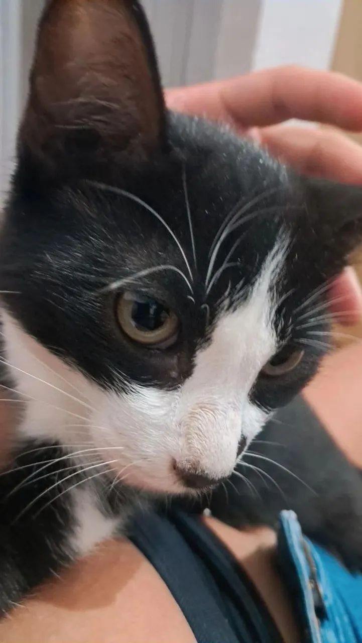 Doação de gato - Foto 2
