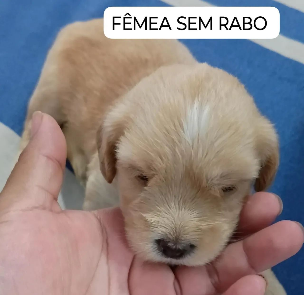 Poodle 300
