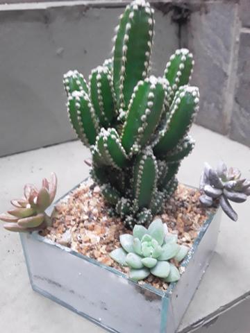 Terrario C Cacto E Suculenta Producao Rural Meier Rio De Janeiro 654009986 Olx