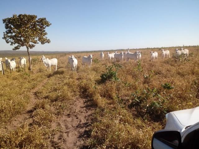 Fazenda para Pecuária 1.940 hectares na Estrada do Manso 50 km Cuiabá - Foto 13