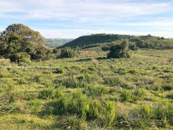 Fazenda para venda em encruzilhada do sul, interior - Foto 9