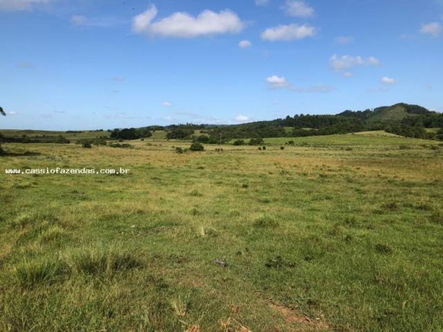 Fazenda para venda em amaral ferrador, interior