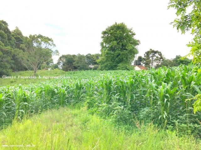 Fazenda para venda em encruzilhada do sul, interior - Foto 5