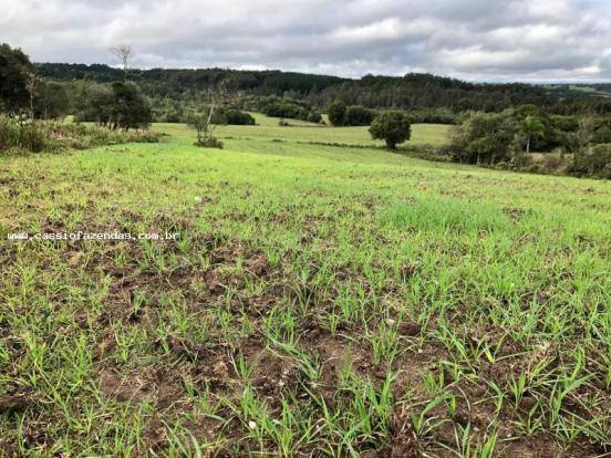 Fazenda para venda em encantado, interior - Foto 3