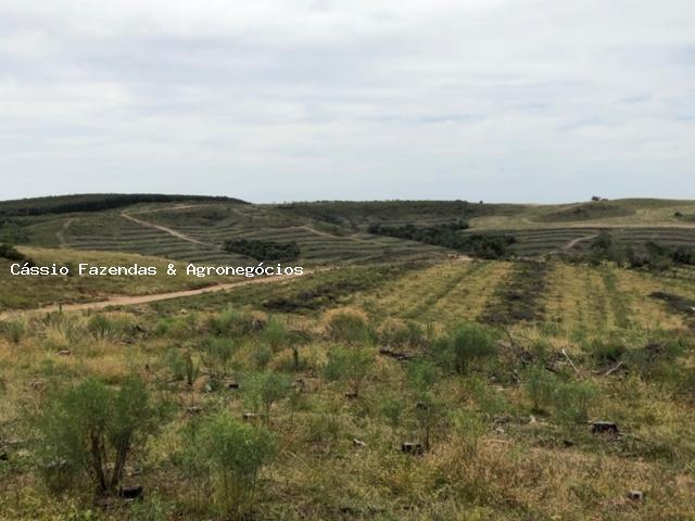 Fazenda para venda em encruzilhada do sul, interior - Foto 8