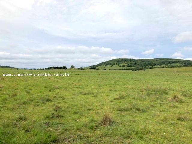 Fazenda para venda em encruzilhada do sul, interior - Foto 3