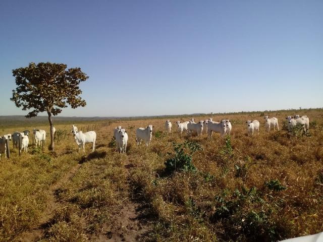 Fazenda para Pecuária 1.940 hectares na Estrada do Manso 50 km Cuiabá - Foto 14