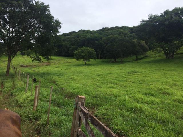 Fazenda rural à venda em Roncador - PR - 52 alqueires. - Foto 15