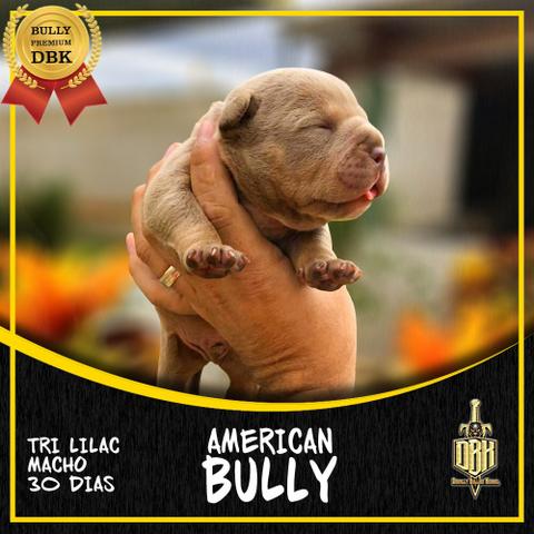 American Bully Sangue Importado - Foto 6