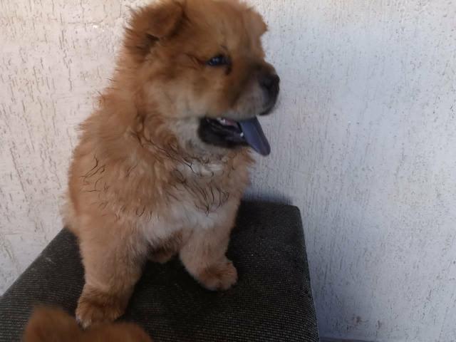 Chow Chow - Foto 6