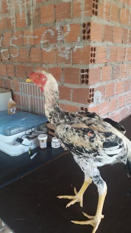 Índio Gigante - Foto 4