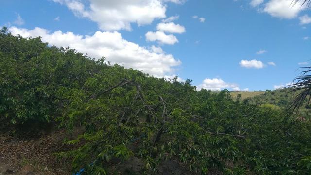 Excelente propriedade em Chã Grande, com 7 hectares - Foto 14