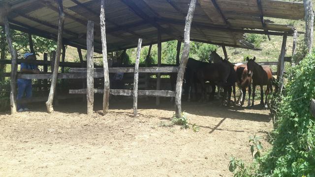 Fazendinha em SANTA LEOPOLDINA ESCRITURADA - Foto 6