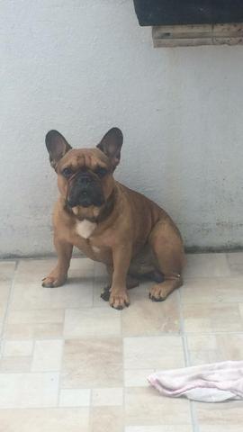 Bulldog Francês para cobertura - Foto 2