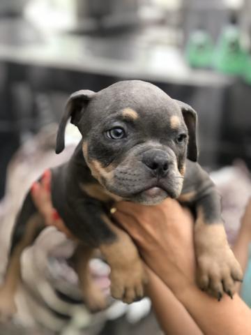 American Bully Sangue Importado - Foto 4