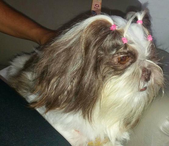 Passeios com animais - Foto 3