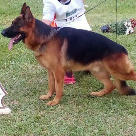 Filhote Pastor Alemão com Pedigree