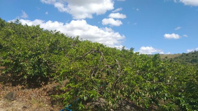 Excelente propriedade em Chã Grande, com 7 hectares - Foto 15
