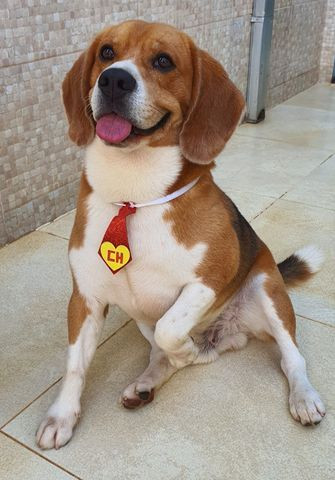 Beagle - Foto 4
