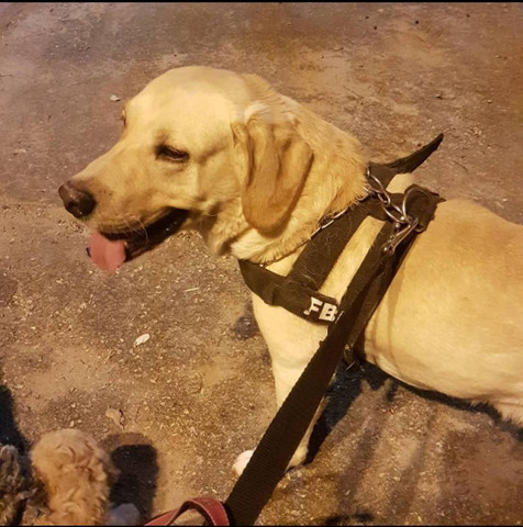 Procuro uma namorada! - Foto 4