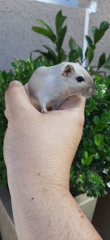 Gerbil (gerbilselvagem) - Foto 2