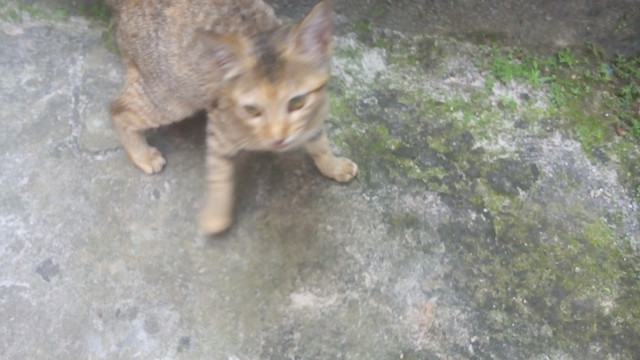 Gatos lindíssimos