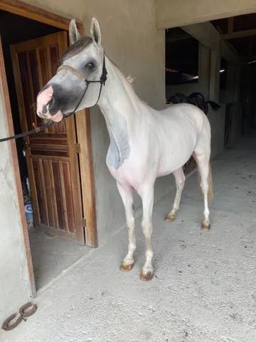 Potro Manga Larga Machador